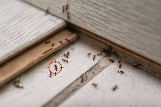 Trusted Wright, WY Pest Control Experts